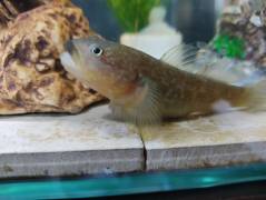 チチブメス2.jpg チチブメス2.jpg