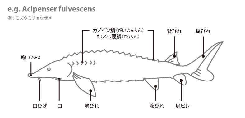 チョウザメの各部名称 アクアリウムwiki チョウザメの各部名称 アクアリウムwiki