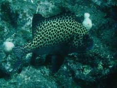 チョウチョウコショウダイ.jpg チョウチョウコショウダイ.jpg