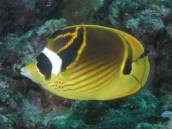 チョウハン.jpg チョウハン.jpg