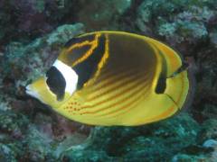 チョウハン.jpg チョウハン.jpg