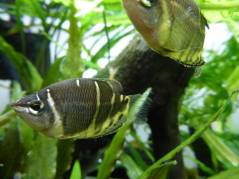 P1020184.jpg P1020184.jpg