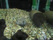 チョコレート・レインボー・スネークヘッド チョコレート・レインボー・スネークヘッド