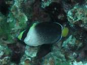 チリメンヤッコ.jpg チリメンヤッコ.jpg