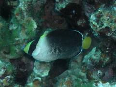 チリメンヤッコ.jpg チリメンヤッコ.jpg