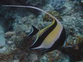 ツノダシ.jpg ツノダシ.jpg