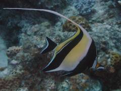 ツノダシ.jpg ツノダシ.jpg