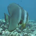 ツバメウオ.jpg ツバメウオ.jpg