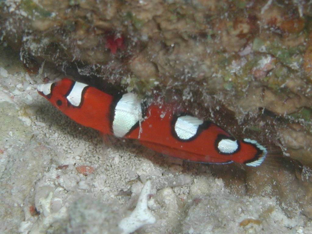 ツユベラ ツユベラ