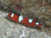 ツユベラ.jpg ツユベラ.jpg