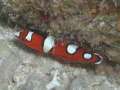 ツユベラ.jpg ツユベラ.jpg