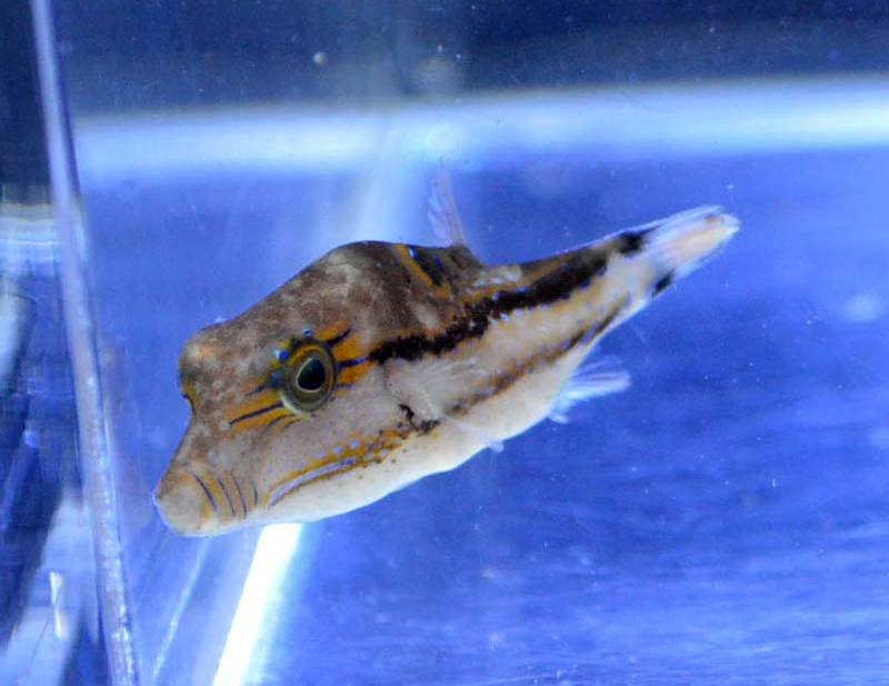 ツーラインシャープノーズパファー ツーラインシャープノーズパファー