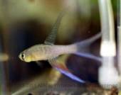 テラナタス・ドリコプテルス テラナタス・ドリコプテルス