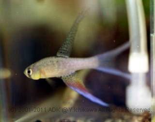 テラナタス・ドリコプテルス テラナタス・ドリコプテルス