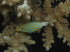 テングカワハギ.jpg テングカワハギ.jpg