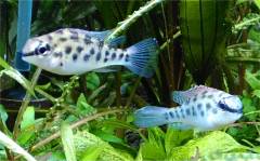 Dicrossus_foirni.jpg Dicrossus_foirni.jpg