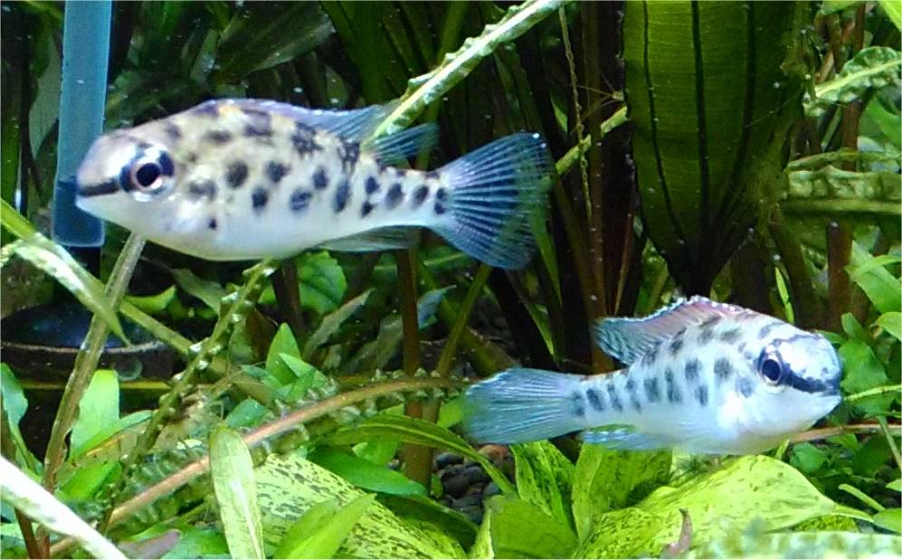 ディクロッスス・フォイルニ ディクロッスス・フォイルニ