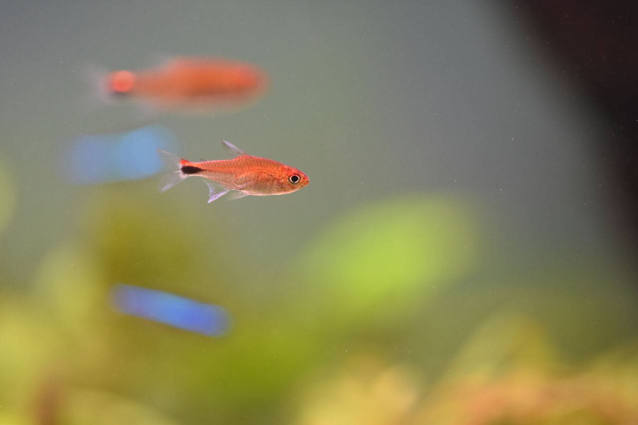 ディープレッドホタル・テトラ ディープレッドホタル・テトラ