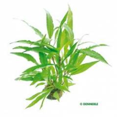 216_H134_Hygrophila_corymbosa_Thailand.jpg 216_H134_Hygrophila_corymbosa_Thailand.jpg