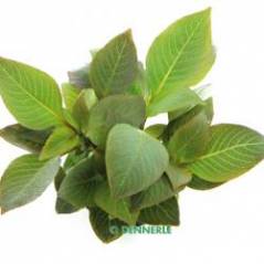 222_H144_Hygrophila_corymbosa_Kompakt.jpg 222_H144_Hygrophila_corymbosa_Kompakt.jpg