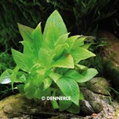 222_H144_Hygrophila_corymbosa_Kompakt_2.jpg 222_H144_Hygrophila_corymbosa_Kompakt_2.jpg