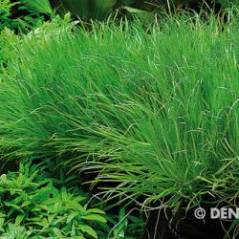 342_B70_Blyxa_japonica_Gruppe_2.jpg 342_B70_Blyxa_japonica_Gruppe_2.jpg