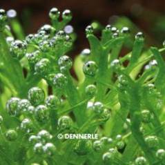 374_SCH80_Riccia_fluitans_Makroaufnahme_2.jpg 374_SCH80_Riccia_fluitans_Makroaufnahme_2.jpg