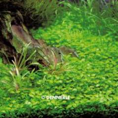 681_G50_Glossostigma_elantinoides_2.jpg 681_G50_Glossostigma_elantinoides_2.jpg