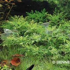745_H170_Hygrophila_difformis_2.jpg 745_H170_Hygrophila_difformis_2.jpg