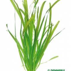 751_V10_Vallisneria_americana_Gigantea_w.jpg 751_V10_Vallisneria_americana_Gigantea_w.jpg