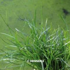 769_L20_Lilaeopsis_mauritiana_2.jpg 769_L20_Lilaeopsis_mauritiana_2.jpg