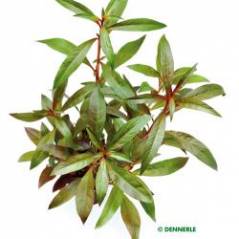 789_L88_Ludwigia_glandulosa.jpg 789_L88_Ludwigia_glandulosa.jpg
