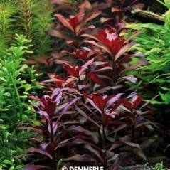 789_L88_Ludwigia_glandulosa_2.jpg 789_L88_Ludwigia_glandulosa_2.jpg