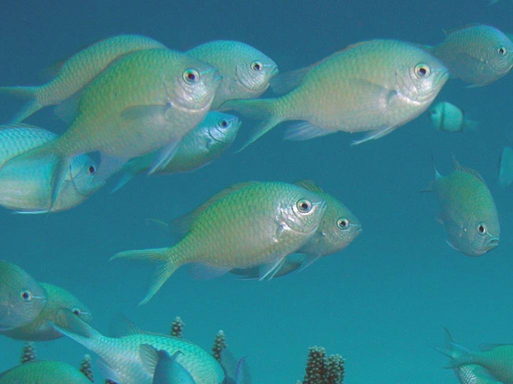 デバスズメダイ アクアリウムwiki デバスズメダイ アクアリウムwiki