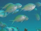 デバスズメ.jpg デバスズメ.jpg