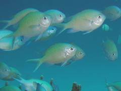 デバスズメ.jpg デバスズメ.jpg