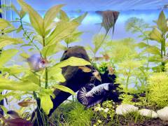 572DD477-6D8B-45B1-BA4F-AED37E8A27E3.jpeg 572DD477-6D8B-45B1-BA4F-AED37E8A27E3.jpeg