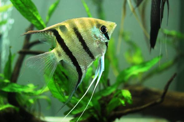 アルタム・エンゼル アルタム・エンゼル