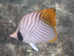 トゲチョウ.jpg トゲチョウ.jpg