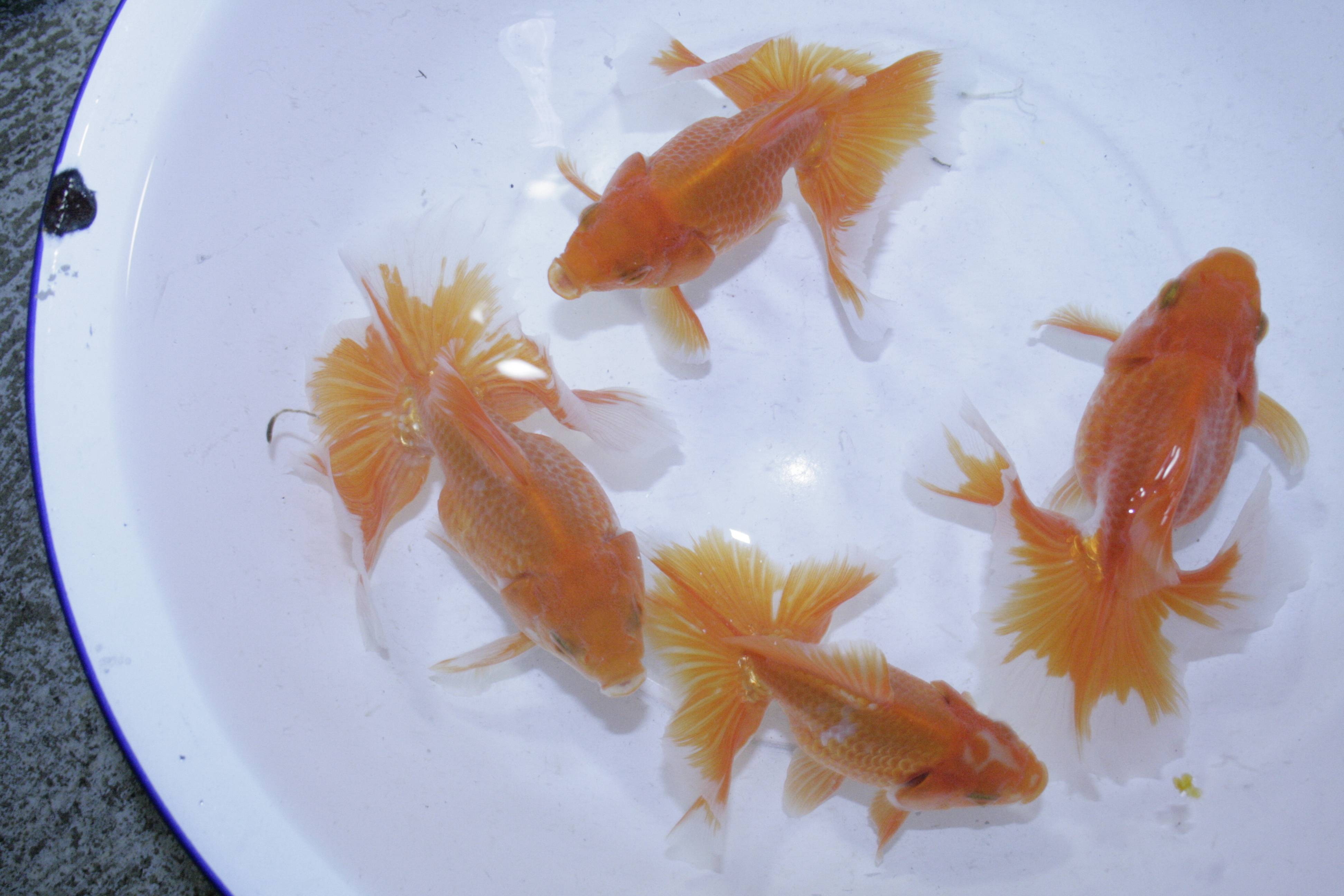 トサキン トサキン