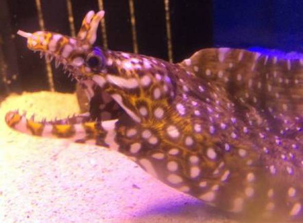 トラウツボ トラウツボ