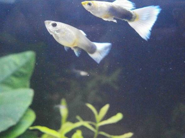 ドイツイエロー・タキシード・グッピー ドイツイエロー・タキシード・グッピー