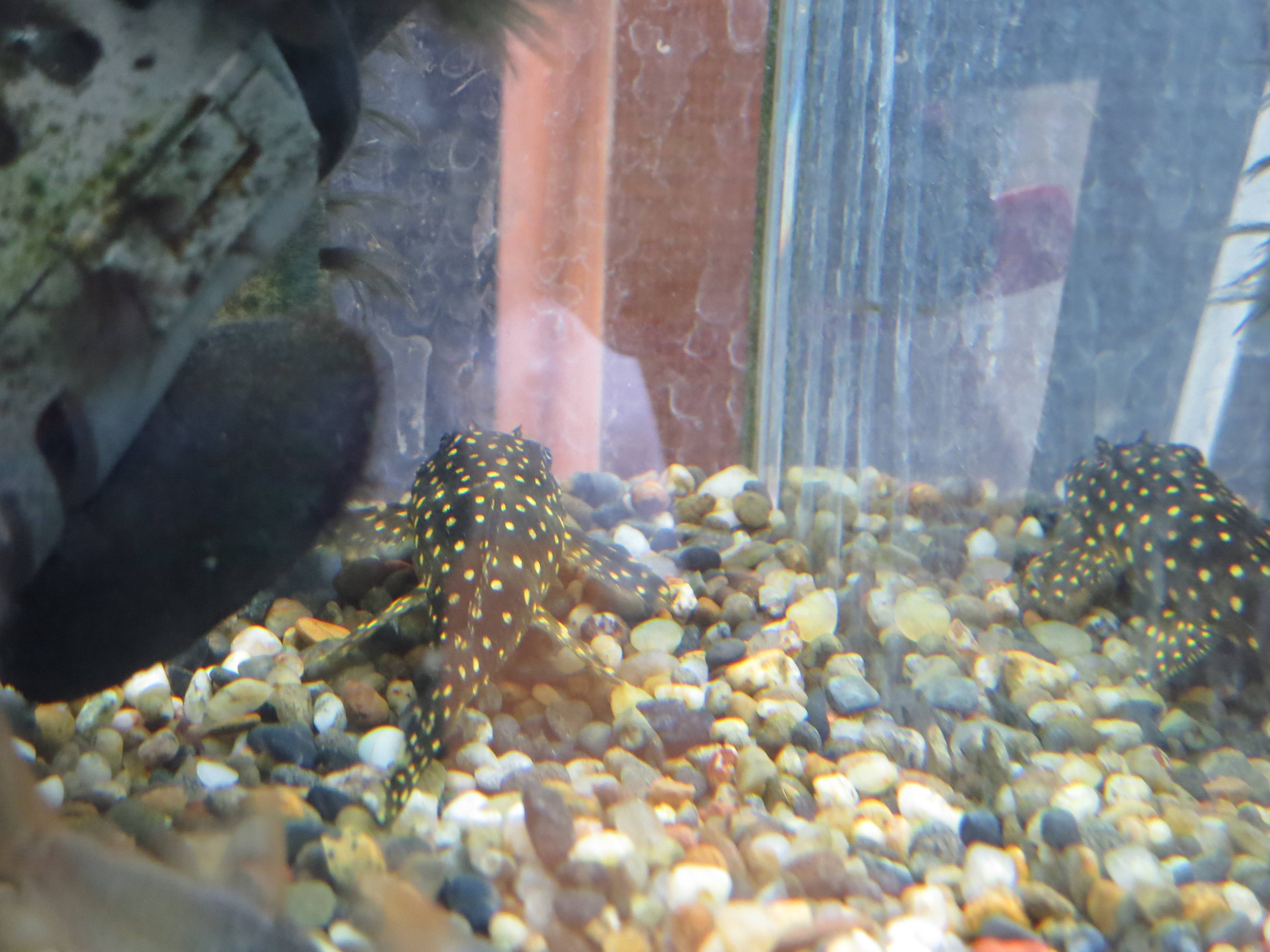 ドラゴンスター・クラウン・プレコ ドラゴンスター・クラウン・プレコ