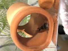 6FD3629B-E226-4123-AFA3-49F0A0F4CED6.jpeg 6FD3629B-E226-4123-AFA3-49F0A0F4CED6.jpeg