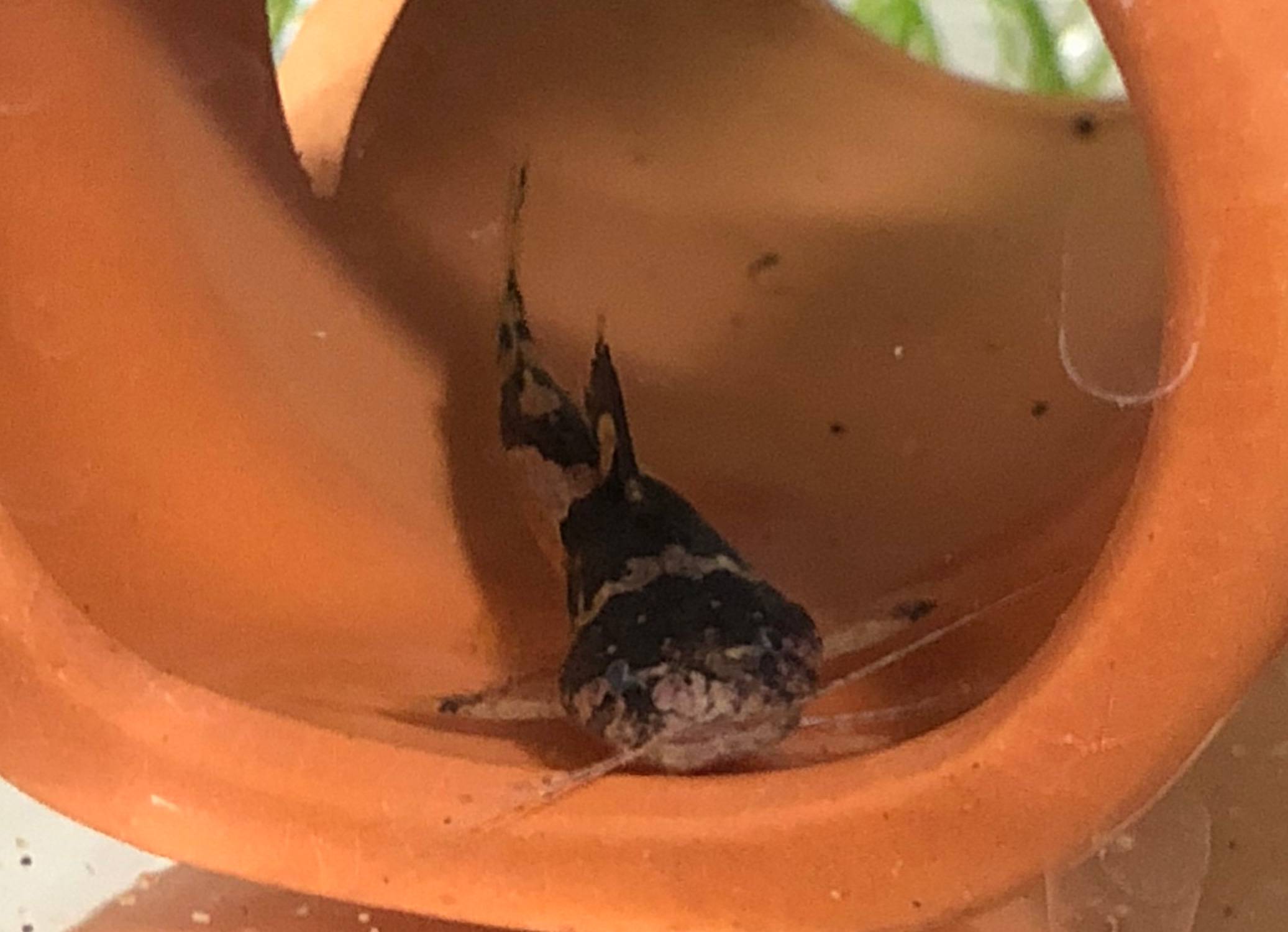 ドワーフ・バンブルビー・キャット ドワーフ・バンブルビー・キャット