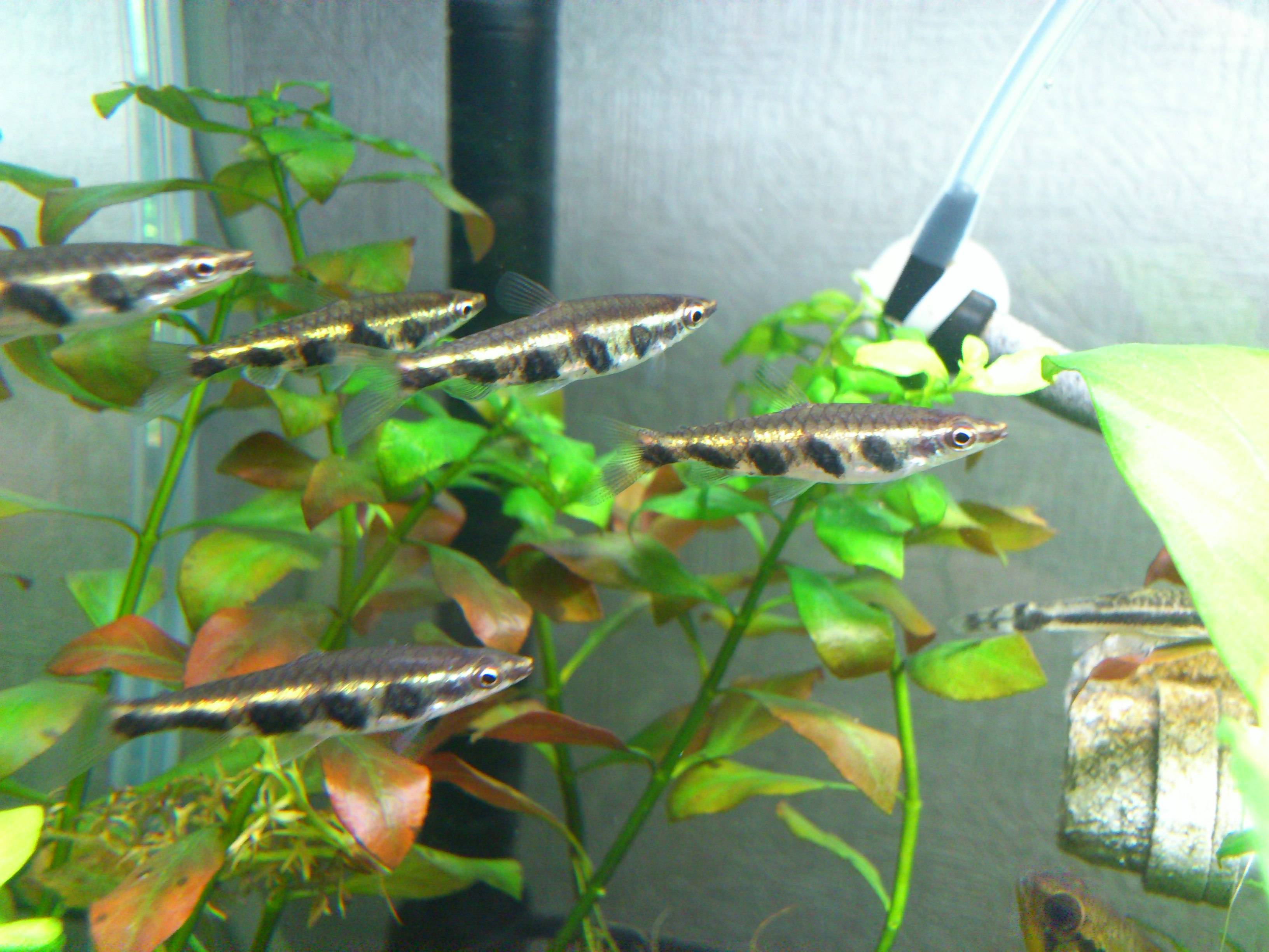 ナノストムス・エスペイ ナノストムス・エスペイ