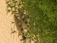 B2C7EED5-33A8-41AA-A138-BDF1C72E23D2.jpeg B2C7EED5-33A8-41AA-A138-BDF1C72E23D2.jpeg