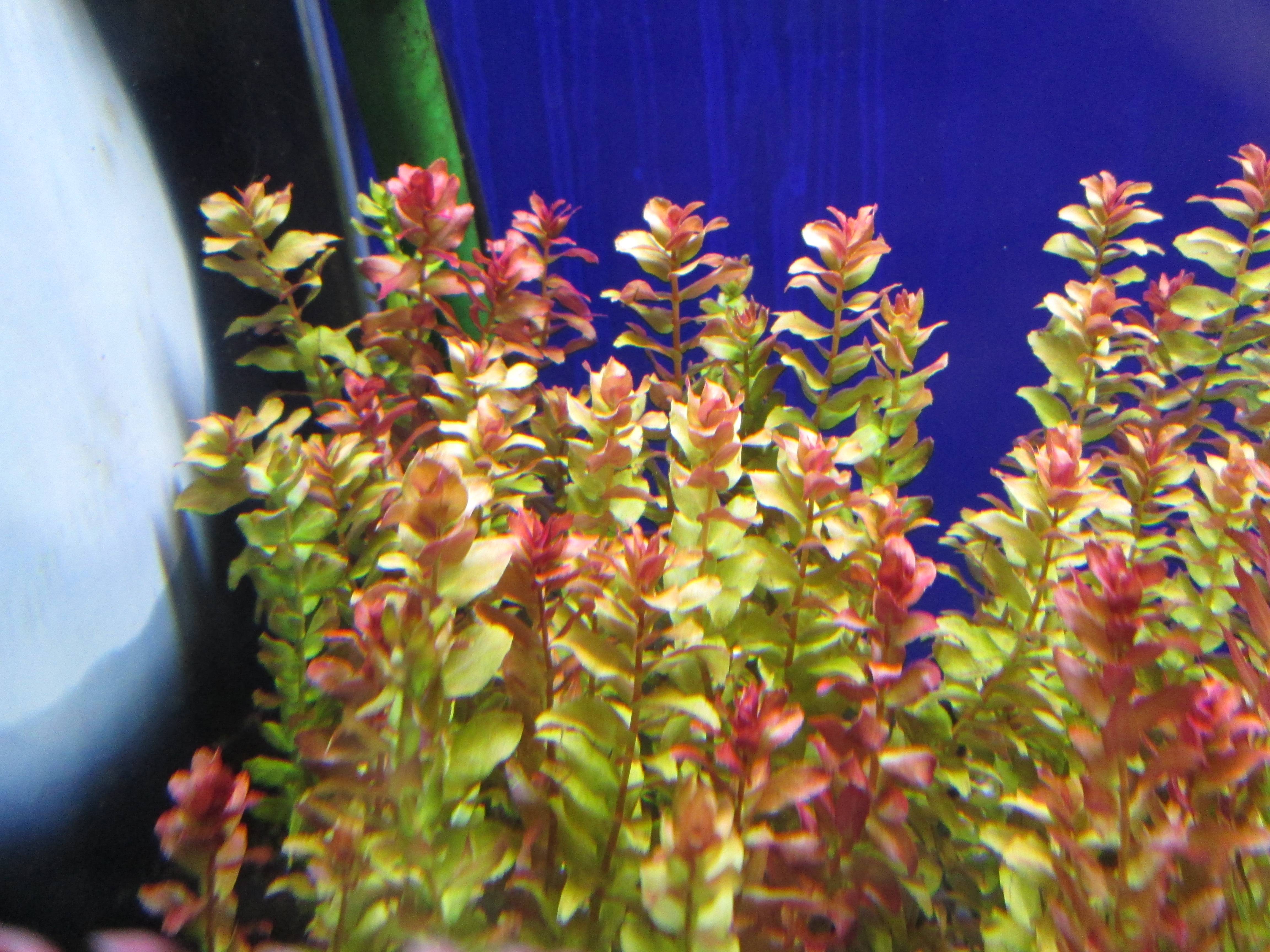 ナローリーフ レッドリーフ バコパ アクアリウムwiki ナローリーフ レッドリーフ バコパ アクアリウムwiki