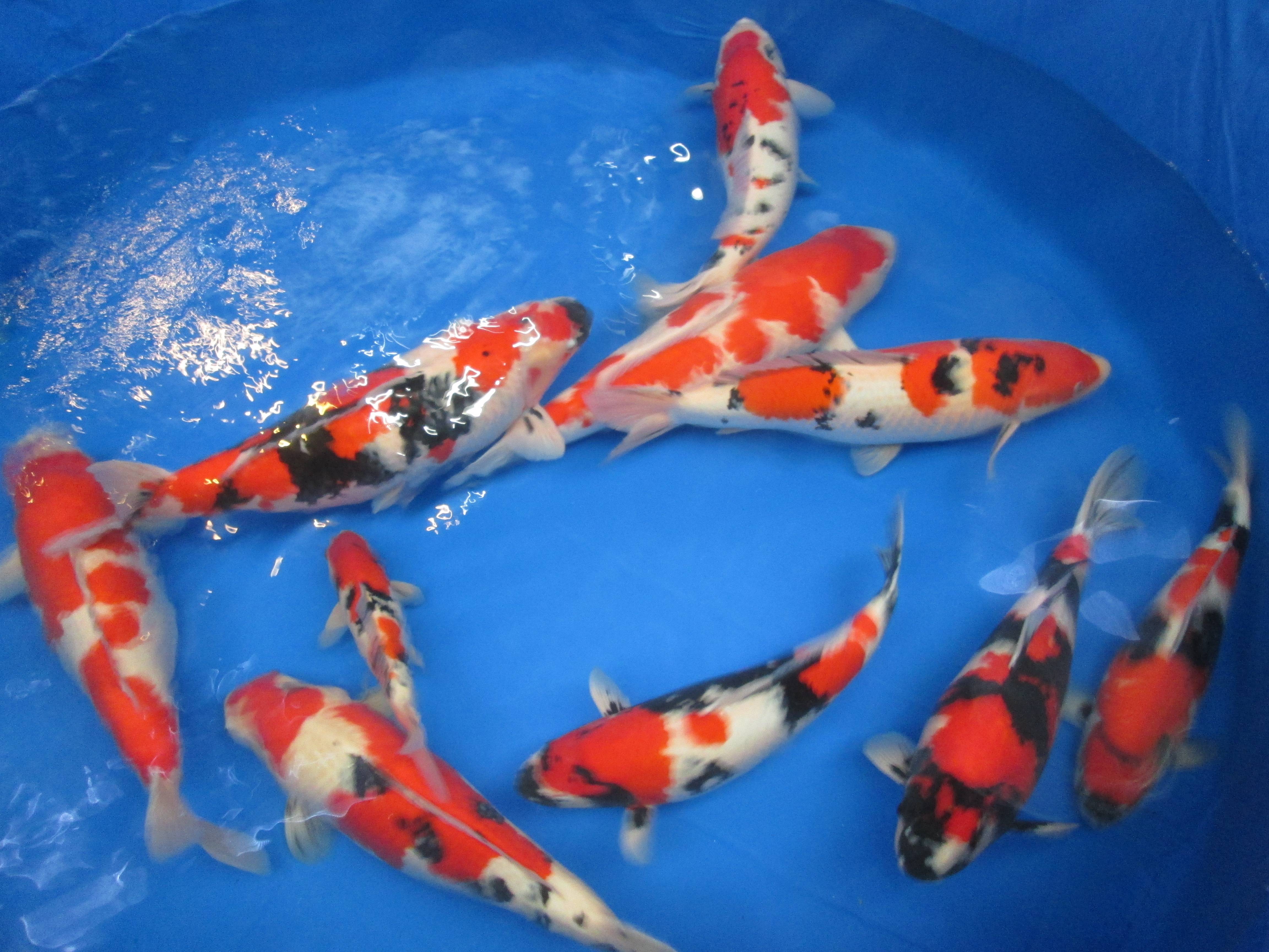 ニシキゴイ ニシキゴイ