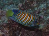 ニシキヤッコ.jpg ニシキヤッコ.jpg